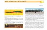 Mel de Melada de Azinho - atividaderural.com.bratividaderural.com.br/artigos/4e8129ed08f9b.pdf · produz melada, o Thelaxes suberi (Del Guercio) - (Homoptera, Drepanosiphidae) e tem
