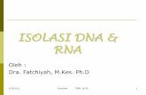 ISOLASI DNA & RNA - Fatchiyah · Jenis garam Larutan stok Konsentrasi akhir Na asetat 2.5 M (pH 5,2 - 5,5) 0.25 M ² 0.3 M ... Large DNA and proteins bound to SDS will ppt. ... D