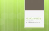 FOTOSINTESIS - Universitas Negeri Yogyakartastaff.uny.ac.id/sites/default/files/pendidikan/lili-sugiyarto-ssi... · Pigmen dalam fotosintesis . Transfer energi/elektron . Ada 2 reaksi