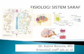 Dr. Katrin Roosita, MSi. Kroosita2.staff.ipb.ac.id. · SST (PNS): kumpulan syaraf (nerve) yang merupakan perpanjangan dari otak & spinal cord. ...