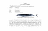 Gambar 1. Ikan Cakalang (Katsuwonus pelamis Sumbereprints.ung.ac.id/6419/5/2013-2-2-54244-632409022-bab2... · kelenjar ini merupakan reaksi alami ikan yang sedang sekarat terhadap