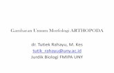 Gambaran Umum Morfologi ARTHOPODA dr. Tutiek Rahayu, M ...staff.uny.ac.id/sites/default/files/pendidikan/dr. Tutiek Rahayu, M... · 3. perdarahan berupa bintik.bintik merah atau mimisan,