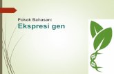 Pokok Bahasan: Ekspresi gen - Gunadarma Universityadydaryanto.staff.gunadarma.ac.id/Downloads/files/53046/3... · gen kelas II dapat dibedakan menjadi 2 kelompok gen, ... Sintesis