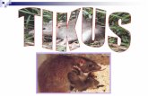 Tikus sawah Rattus argentiventer (Robinson & Kloss)uptiadaspk.yolasite.com/resources/Kawalan Tikus Sawah.pdf · Projek kawalan tikus sawah secara biologi menggunakan burung pungguk