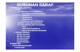 SUSUNAN SARAF - Direktori File UPIfile.upi.edu/Direktori/FIP/JUR._PEND._LUAR_BIASA/195905081984031... · SUSUNAN SARAF AA. SARAF PUSAT (CENTRAL) 1. OTAK ((aa))Otak Depan (proenccephalon)