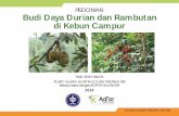 PEDOMAN Budi Daya Durian dan Rambutan di Kebun Campur · Sobir Mar, tini E. 2014 P. edoman budi daya durian dan rambutan di kebun campur. Bogor, Indonesia: World Agroforestry Centre
