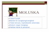 Moluska - victorianussugiyanto.files.wordpress.com fileMOLUSKA Tubuh lunak Mantel & Cangkang/cangkok Tidak beruas, triploblastik selomata Sistem organ lengkap Habitat darat & perairan