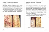  · Penyakit busuk tongkol Fusarium disebabkan oleh infeksi cendawan Fusafium mondiforme_ ... Gejala tanaman jagung kahat Mg adalah klorosis di antara tulang daun tua, daun bewarna