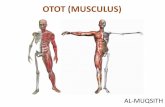 OTOT (MUSCULUS) - repository.unimal.ac.idrepository.unimal.ac.id/3074/1/MUSCULUS.pdfOtot (musculus) jaringan tubuh yg berfungsi mengubah energi kimia menjadi kerja mekanik sebagai