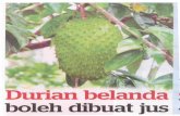 Dorian boleh dibuat jus - psasir.upm.edu.mypsasir.upm.edu.my/id/eprint/18800/1/0019.pdf · Penjagaan durian belanda Pengairan • Anak pokok durian belanda yang berumur lapan bulan