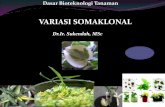 VARIASI SOMAKLONAL - E-Learningelearning.upnjatim.ac.id/courses/MK001/document/P4-Variasi_Somaklonal.pdfVariasi somaklonal • Fenomena umum dalam regenerasi tanaman in vitro • Keragaman