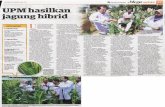 I • ,JSAN MALAYSIA .ISNIN 24 APRIL 2017 danteknologi ~ J ...psasir.upm.edu.my/id/eprint/56091/1/UPM hasilkan jagung hibrid.pdf · penanaman jagung bijian.di negara ini. sewajarnya