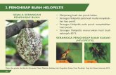 2. PENGHISAP BUAH HELOPELTIS - old.worldagroforestry.orgold.worldagroforestry.org/sea/Publications/files/booklet/BL0049-14/BL... · • Penanaman klon tahan VSD, antara lain: Sulawesi