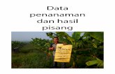 Data penanaman dan hasil pisang - higaorganic.com fileGambar sebelah menunjukkan pokok pisang yang berusia 8 1/2 bulan selepas tanam telah berjaya mengeluarkan hasil yang lumayan.