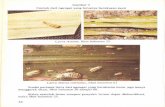  · seksi 10 (halaman ini) Serangga-sc.rangga yang memakan l.ihat (ianibai' 6, pada 37 - Larva-larva clari ngengat yang menipunyai duri berac'un yang taiam panjang (ulat api) I ihat