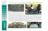 2. MNBas Stejar pedunculat (Quercus robur), or. Leova · 2. MNBas Stejar pedunculat (Quercus robur), or. Leova Stejarul este amplasat pe teritoriul Agen iei Rela ii Funciare i Cadastru,