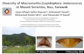 Diversity of Macromoths (Lepidoptera: Heterocera) …...Diversity of Macromoths (Lepidoptera: Heterocera) in Mount Serambu, Bau, Sarawak Izyan 1Afiqah Saiful Alyazan , Ratnawati Hazali1,