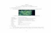 BAB II TINJAUAN PUSTAKA A. Ruta angustifolia [L.] persrepository.setiabudi.ac.id/3574/4/BAB II.pdf · C. Destilasi Pengambilan minyak atsiri dari tumbuhan penghasil minyak atsiri