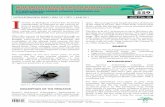 SITI NURULHIDAYAH AHMAD; NORMAN …palmoilis.mpob.gov.my/publications/TOT/TT-486.pdfSITI NURULHIDAYAH AHMAD; NORMAN KAMARUDIN and ZULKEFLI MASIJAN nterest in biological control has