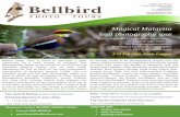 Magical Malaysia bird photography tour - Bellbird Birding Tours · 2018-11-02 · Australian guide and local bird photography expert in a quest to obtain the best photograph of Pittas,