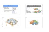 Ch 11 Student Slides 2 - Mystr Nakashimamystrnakashima.weebly.com/.../ch_11_student_slides_11.2.pdf · 2018-09-06 · 11.5 TABLE Frontal lobes parietal lobes Temporal lobes Occipital