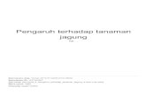 jagung Pengaruh terhadap tanaman - eprints.upnjatim.ac.ideprints.upnjatim.ac.id/7705/6/Pengaruh_ter__tanaman_jgng_sim.pdf · Mayadewi, Ni Nyoman Ari. 2007. Pengaruh Jenis Pupuk Kandang