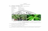 BAB II TINJAUAN PUSTAKA 2.1 Mangifera indicaeprints.umm.ac.id/41305/3/BAB II.pdf · akibat aktivitas antioksidannya (Hossain . et al, 2010). Kandungan kimia yang berbeda pada tumbuhan