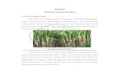 BAB II TINJAUAN PUSTAKAeprints.umm.ac.id/41291/3/BAB II.pdf · 2018. 12. 3. · BAB II TINJAUAN PUSTAKA 2.1 Tebu (sugar cane) Tebu (sugar cane) adalah tanaman yang di tanam untuk
