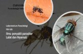 Ilmu penyakit parasiter Lalat dan Nyamukvlm.ub.ac.id/pluginfile.php/46106/mod_resource/content/1...Distribusi dan Kepentingan •Dimanapun asal kelembapan dan suhu sesuai. •Nyamuk