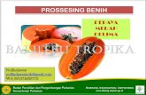 PROSSESING BENIH - Kementerian Pertanianbalitbu.litbang.pertanian.go.id/images/2020/pdf/bt1.pdf · Benih Ortodoks : Toleran terhadap KA