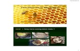 Oleh - FORDACARA PEMANENAN Asap dihembus ke arah sarang untuk mengusir lebah Madu dipanen segera setelah lebah pergi meninggalkan sarangnya 04/03/2014 12 Masalah umum dalam pemanenan