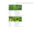 Sayedmaulana's Blog | Biology.com site · Web viewPAKU RUMPUT KIPAS Kerajaan : Plantae Divisi : Pteridophyta Kelas : Lycopodiinae Ordo : Selaginellales Famili : Selaginellaceae Genus