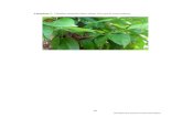 Lampiran 1. Gambar tanaman daun salam (Syzygium polyanthum)repository.sari-mutiara.ac.id/26/7/APPENDIX.pdf · Lampiran 1. Gambar tanaman daun salam (Syzygium ... UNIVERSITAS SARI