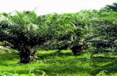 sabah - SEDIAJadual 3.1: Hasil purata BTB dan MSM di Sabah lwn. purata Malaysia (2000-2006) Sumber: Lembaga Minyak Sawit Malaysia (MPOB) Luas tanah yang diusahakan dengan kelapa sawit