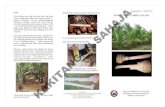 Jabatan Pertanian Sabah – Jabatan Pertanian Sabah · 2021. 3. 12. · 88632 Kinabalu, Sabah, Malaysia Bingkisan PENGELUARAN UMBUT KELAPA JABATAN PERTAMAN SABAH Kernenterian Patanian
