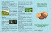 Hama dan Penyakit Tanaman Kacang Tanah Hama tanaman kacang …