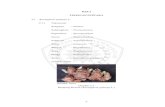 BAB 2 TINJAUAN PUSTAKA - 2.pdf  1 Hasil Penapisan Fitokimia Ekstrak Etanol Rimpang Kencur Uji